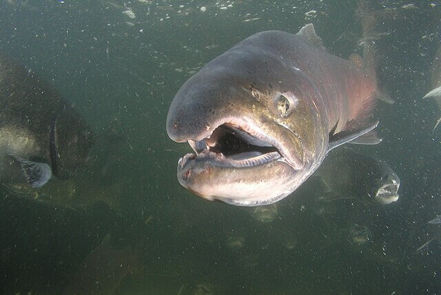 chinook salmon