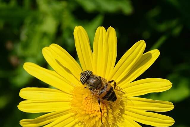 bee