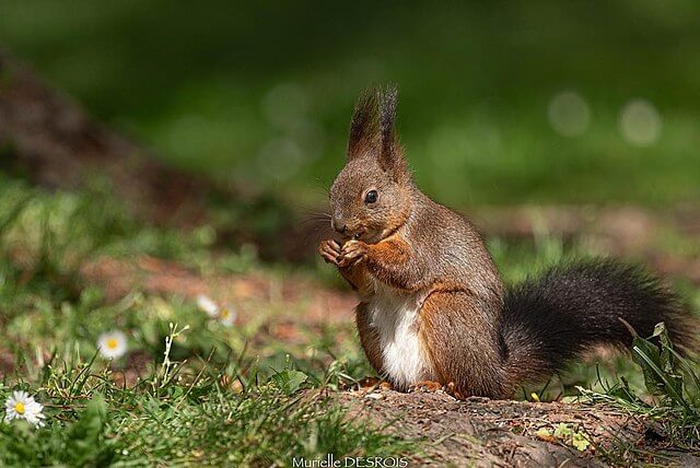 red squirrel conservation