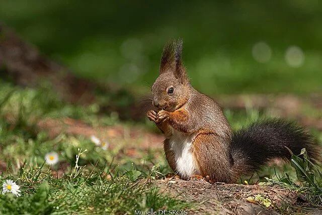 red squirrel conservation