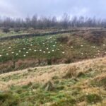 UK tree planting