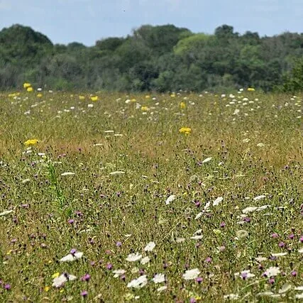 wildflower meadow