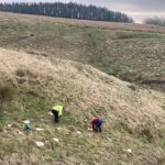 UK habitat restoration through tree planting