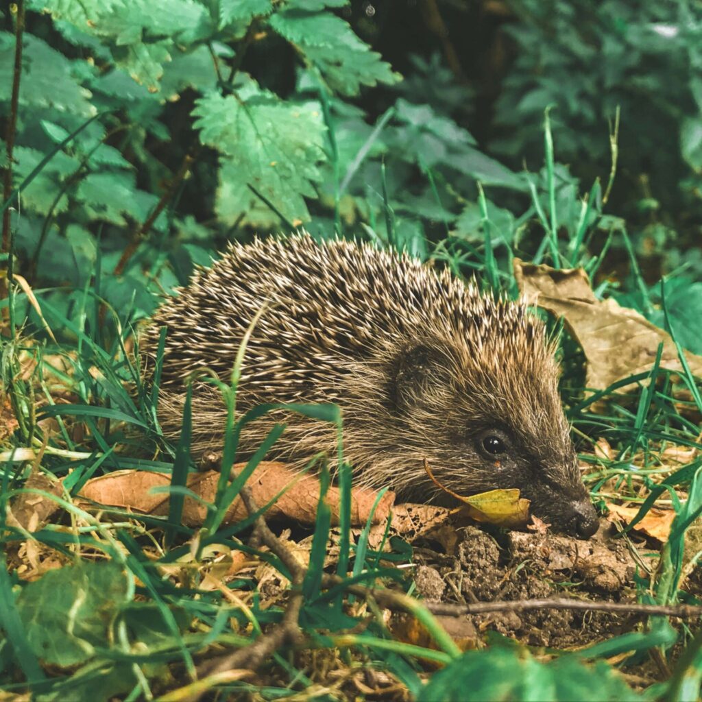 Hedgehog in restored UK wildlife habitat supporting biodiversity