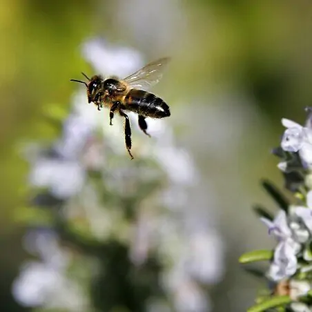 bee