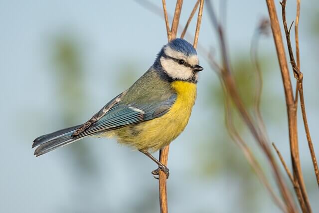 Blue tit in British woodland during the breeding season