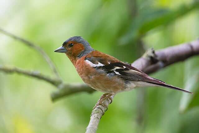 Chaffinch perched in natural woodland habitat in the UK