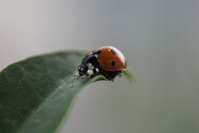 Ladybird resting on a leaf representing beneficial insects affected by pesticide use