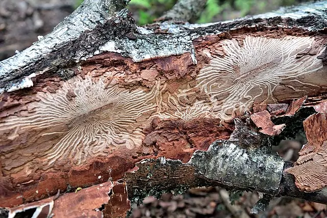 Bark beetle tracks etched into the bark of a dead spruce tree, showing damage from insect infestation in a dying forest.