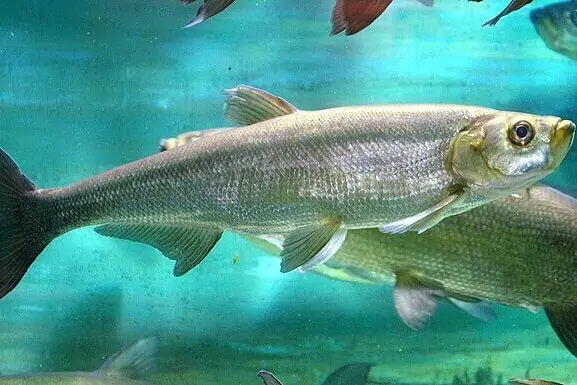 Chanodichthys freshwater fish, a species affected by long-term pesticide exposure in lake ecosystems.