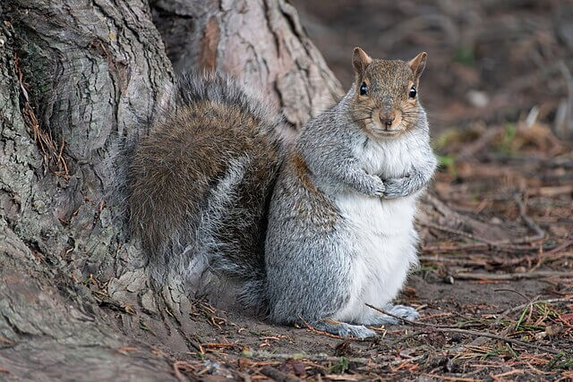 Grey squirrel with bushy tail foraging on the ground in a British park
