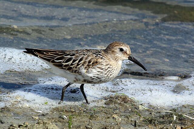Dunlin wading bird with breeding plumage on upland peat bog in the UK