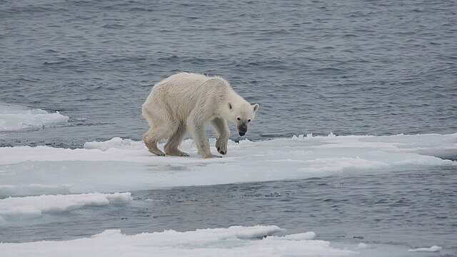 Polar bear stranded on shrinking sea ice as Arctic temperatures rise record ocean warming 2025