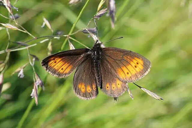 Mountain ringlet butterfly resting on alpine grass in the Lake District
