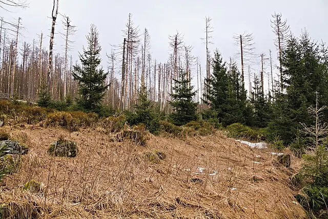 Dead spruce trees in the Harz mountains killed by bark beetle infestation, showing widespread forest dieback.