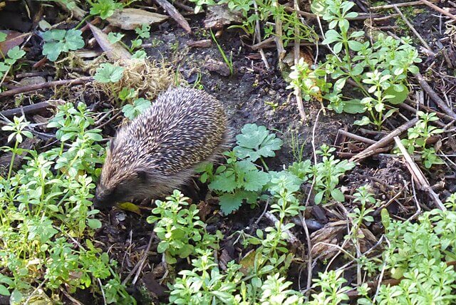 Hedgehog in the UK countryside, a species threatened by habitat loss and biodiversity decline