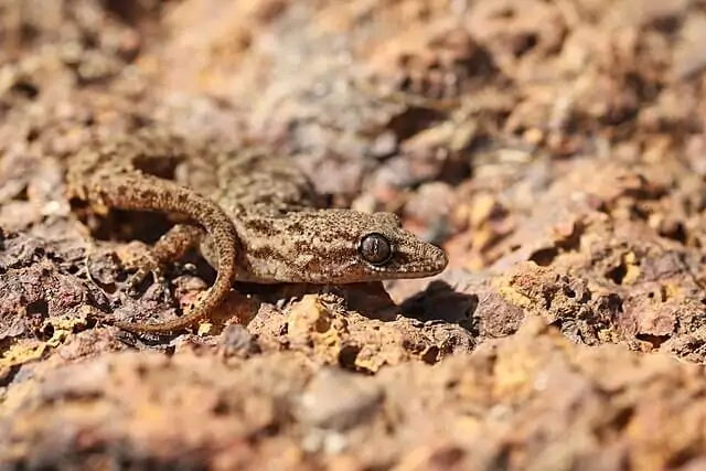 Hemidactylus gleadowi gecko native to the Western Ghats biodiversity hotspot