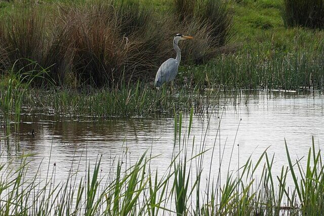 Grey heron standing in shallow wetland water at Steart Marshes in Somerset, surrounded by reeds and reflective marshland habitat.