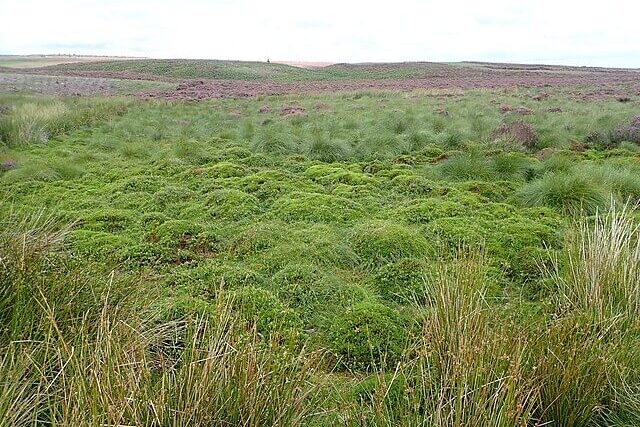 Sphagnum moss helping restore peat bogs and support wildlife on the Yorkshire moors