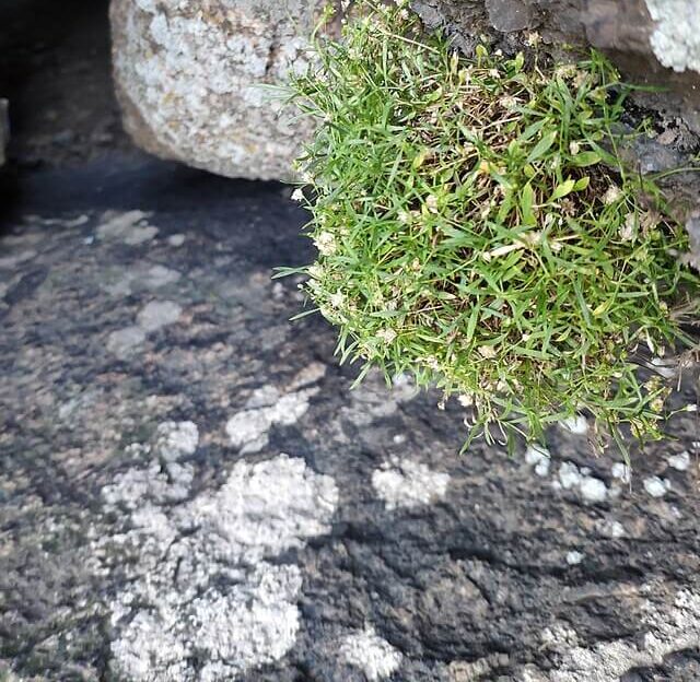 Moehringia hypanica, a critically rare endemic flower from Ukraine’s Mykolaiv region being conserved through microclonal propagation.