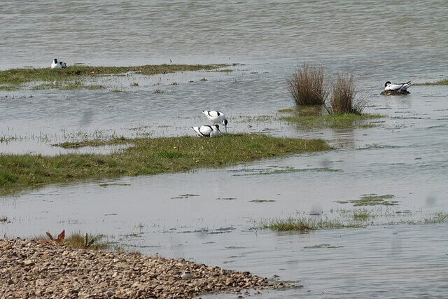 Avocets nesting on open saltmarsh at Steart Marshes nature reserve in Somerset, protecting eggs in restored coastal wetland habitat.