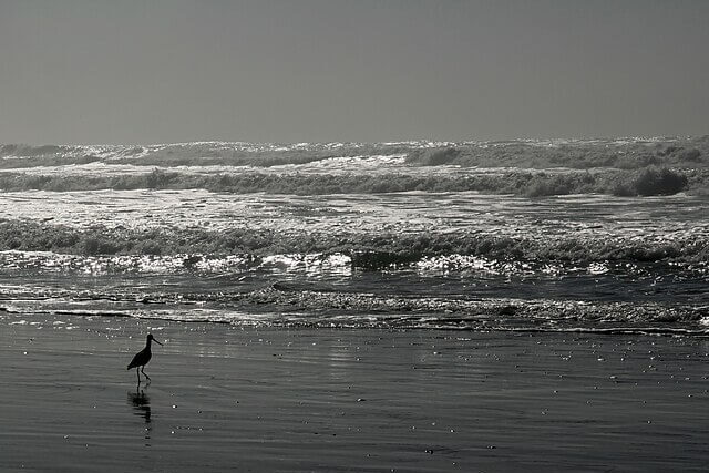 Coastal beach and ocean ecosystem affected by climate change