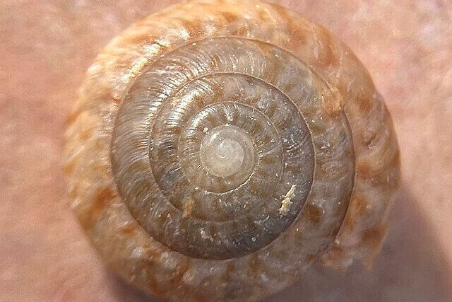 Greater Bermuda snail (Poecilozonites bermudensis), a tiny endemic land snail restored through captive breeding and conservation.