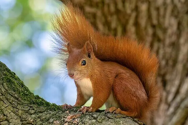 Red squirrel with tufted ears and auburn fur perched on a tree branch in a UK woodland