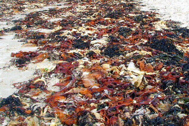 Washed-up seaweed along the coast as a sign of marine ecosystem shifts