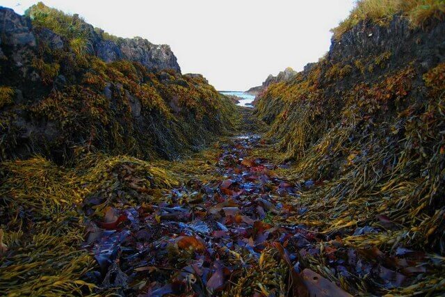 Seaweed washed up on sandy beach shoreline, natural coastal ecosystem with tidal sea plants in the UK.