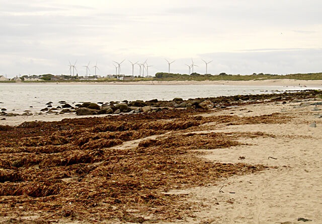 Seaweed accumulation on a beach highlighting changing ocean conditions
