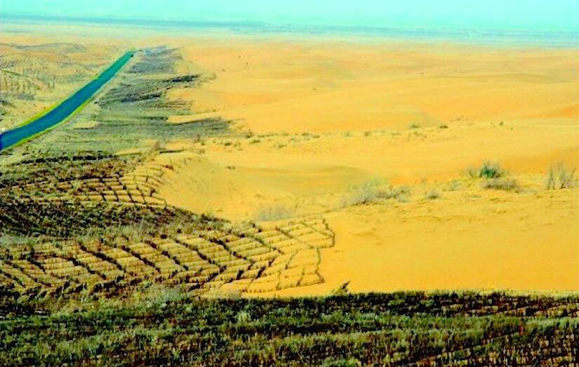 Dryland restoration workers planting saplings and stabilising sand dunes in northern China