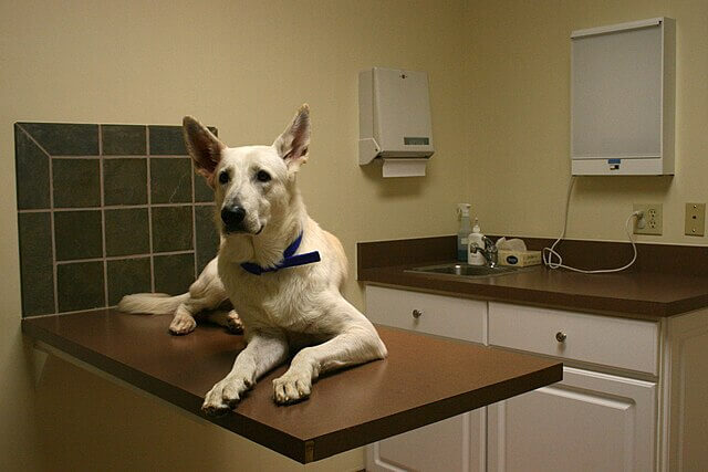 Dog at the vet as advice changes on flea treatments