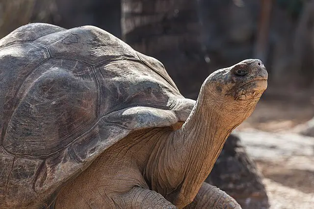 Giant tortoise walking across rocky terrain in the Galápagos Islands