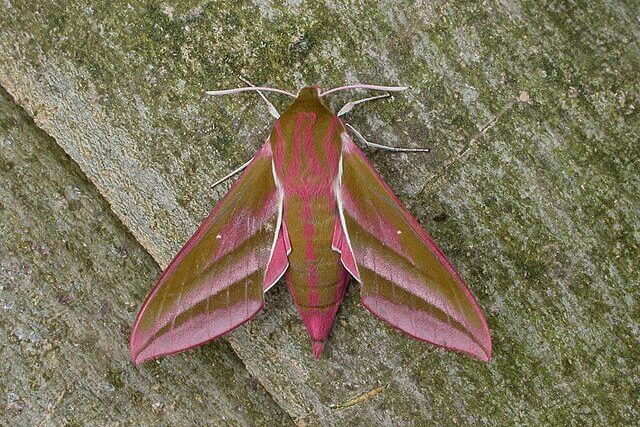 Elephant hawk moth with pink and olive-green wings resting on a flower in a UK garden