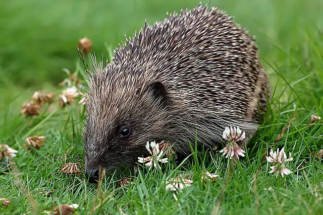 Hedgehog exploring a wildlife-friendly garden in the UK