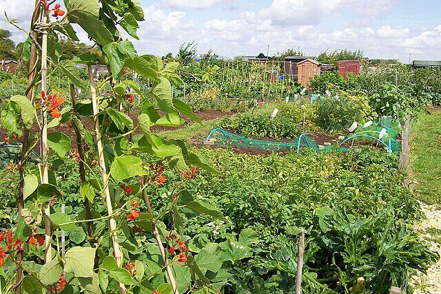 Allotment growing area in Bentham, where concerns have been raised about PFAS exposure through soil and produce