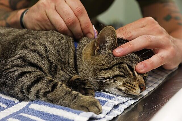 Cat receiving spot-on flea treatment linked to river pollution concerns