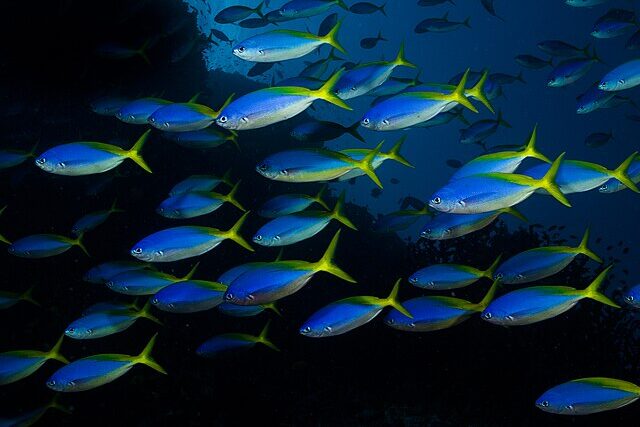 School of fish swimming together in the ocean, illustrating marine biodiversity
