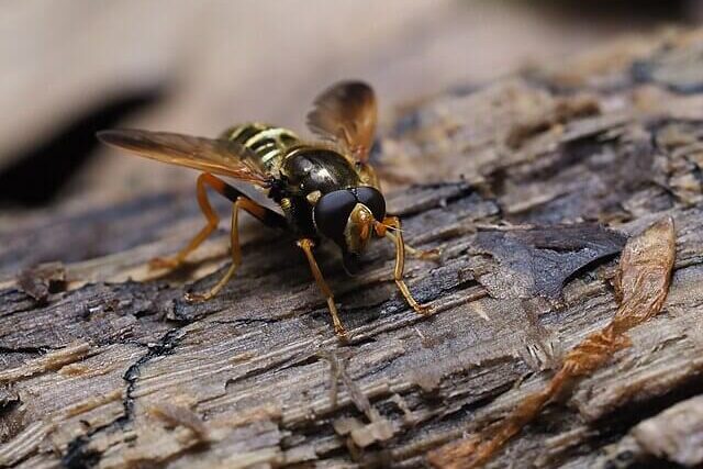 Green forest hoverfly sitting on tree bark in the New Forest