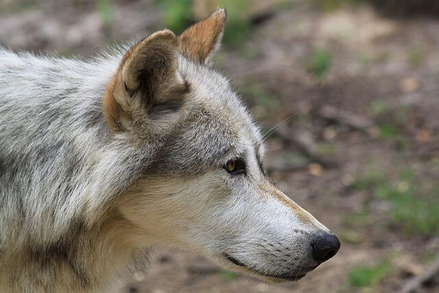 Gray wolf standing alert in forest habitat