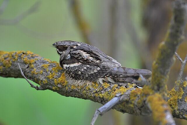 Elusive nightjar blending into woodland habitat