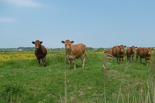 Sussex cattle grazing on marshland grass at an organic farm on the Pevensey Levels, East Sussex.