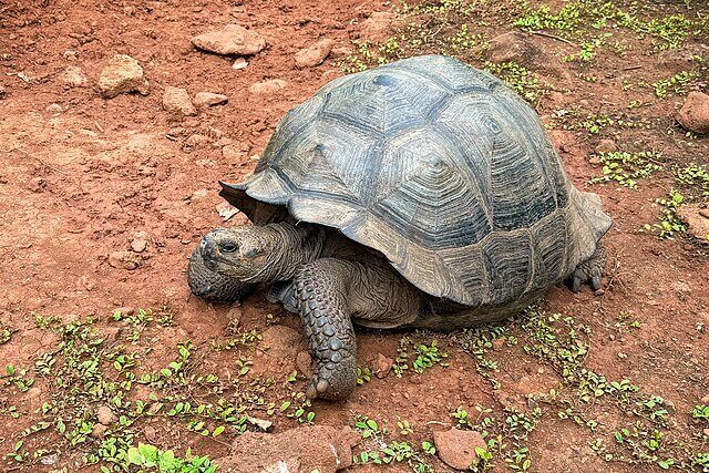 Large Galápagos giant tortoise moving slowly across volcanic landscape