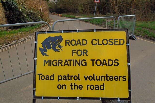 Temporary road sign warning drivers of toad patrol volunteers and migrating amphibians on a rural UK road.