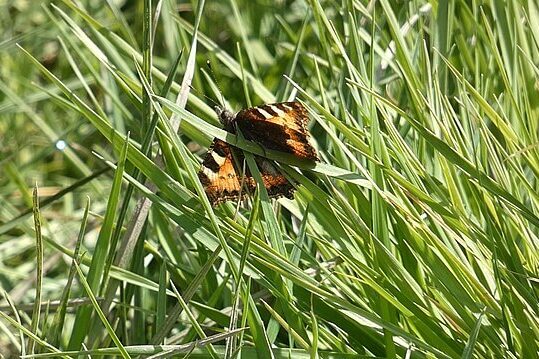 Rare large tortoiseshell butterfly seen in UK countryside