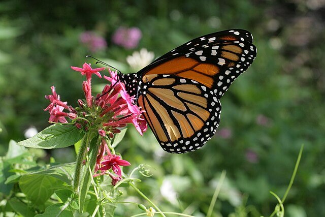Monarch butterfly species threatened by habitat loss in Mexico