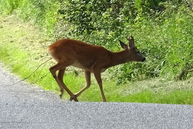 Wild deer crossing a rural road in the UK, illustrating the risk of deer-vehicle collisions.