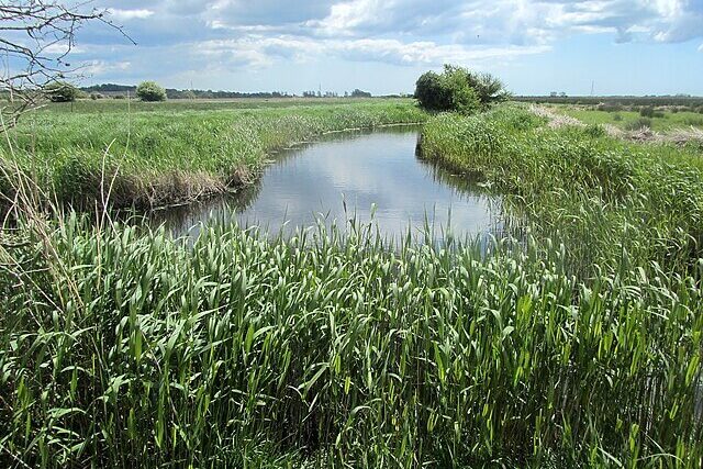 Wildlife pond surrounded by wetland vegetation on the Pevensey Levels in East Sussex.