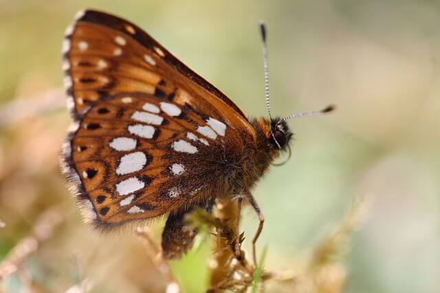 Rare UK butterfly species Duke of Burgundy in conservation arean Wiltshire